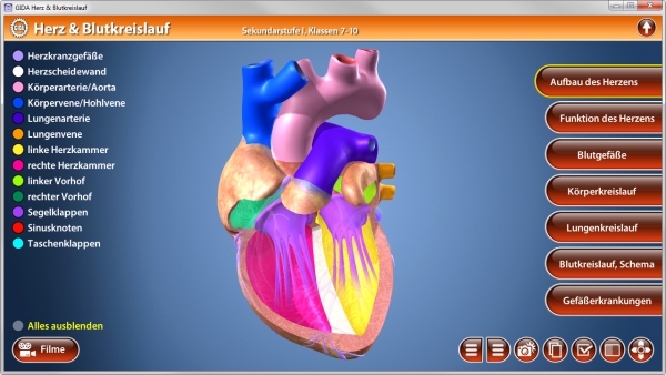 Herz Blutkreislauf Software Biologie Fachbereiche Gida