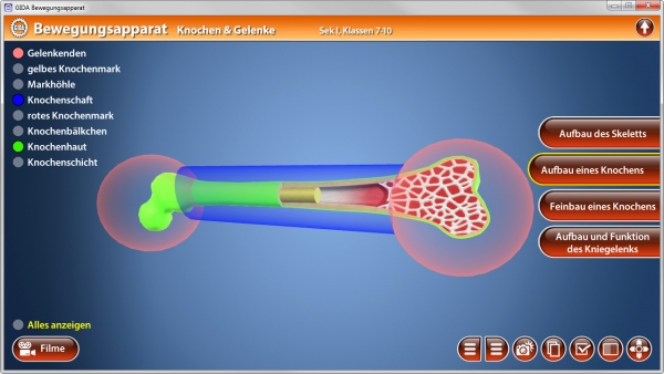 Bewegungsapparat Knochen Gelenke Software Biologie