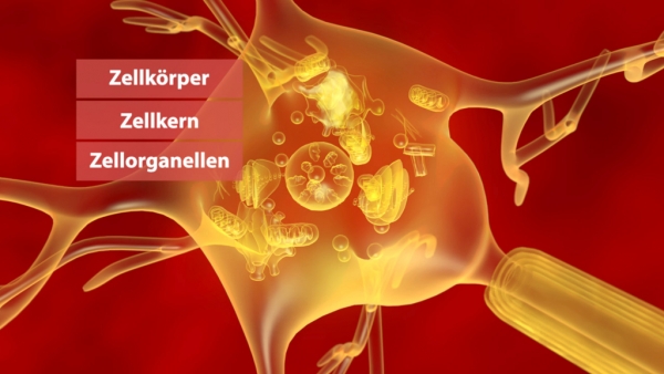 Nervenzelle Nervensystem I Filme Biologie Fachbereiche GIDA