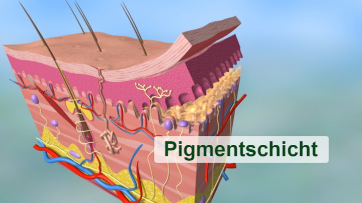 Haut | Video-DVDs | Biologie | Fachbereiche | GIDA