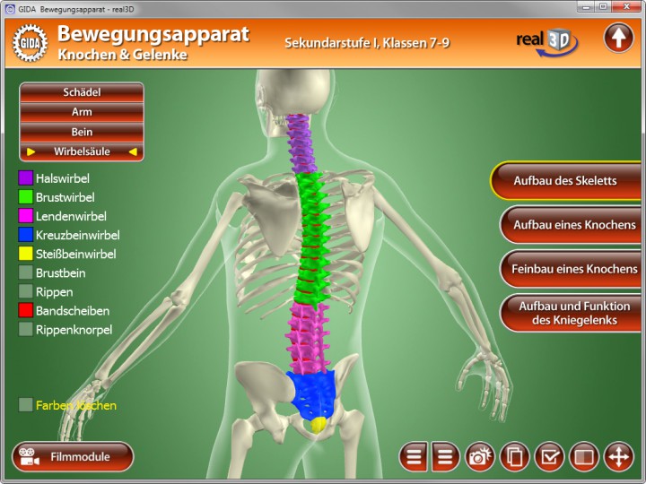 Bewegungsapparat - Knochen & Gelenke | Software | Biologie ...