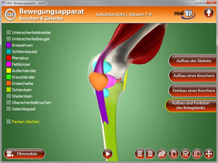 Bewegungsapparat - Knochen & Gelenke | Software | Biologie ...