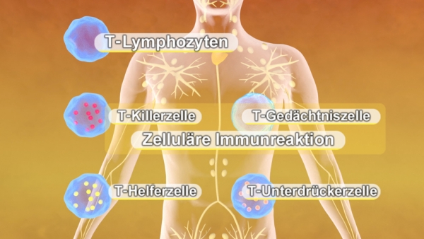 Immunsystem II | Filme | Biologie | Fachbereiche | GIDA