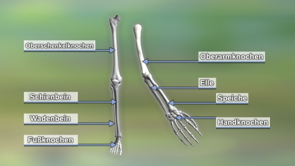 Bewegungsapparat - Knochen & Gelenke | Filme | Biologie | Fachbereiche ...