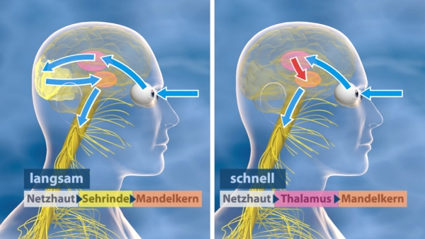 Gehirn & Gedächtnis | Filme | Biologie | Fachbereiche | GIDA