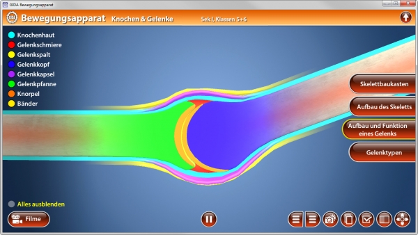 Bewegungsapparat - Knochen & Gelenke | Software | Biologie ...